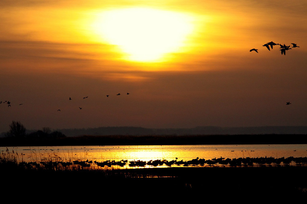 Captivating Peace