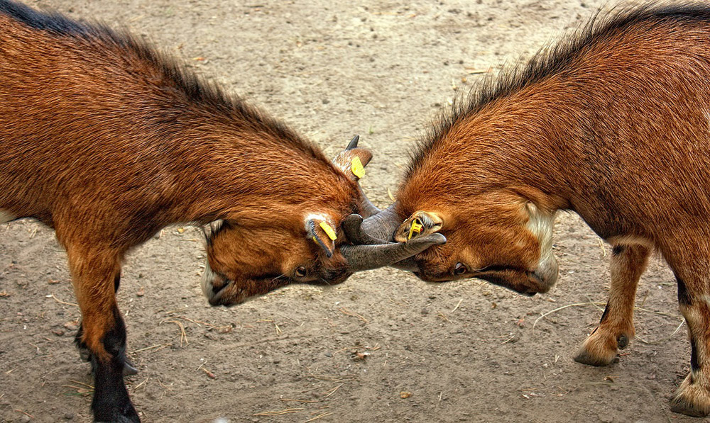 Conflict Resolution
