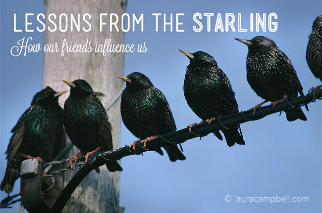 Lessons From the Starling: How Our Friends Influence Us