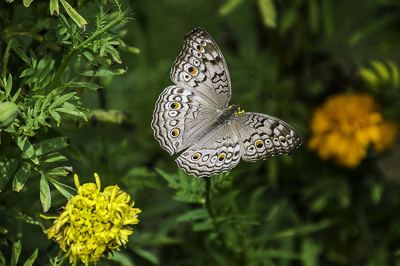 butterfly-1644189_1280